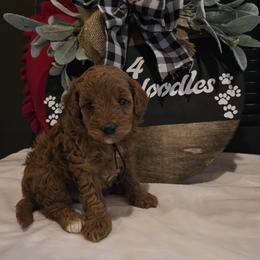 Bella - Red  female Goldendoodle puppy in Bristol, Tennessee from 4goldendoodles