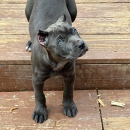 Purple collar - Black female Cane Corso puppy in Snellville, Georgia from A Really Good Kennel