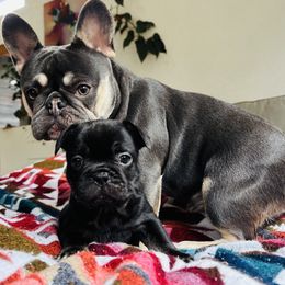 Sao Paulo - Black and tan male French Bulldog puppy in Olympia, Washington from Matra French Bulldogs