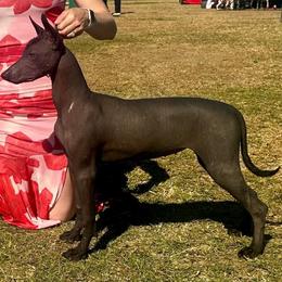 Birkin - Xoloitzcuintli