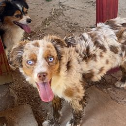 Sayre - Toy Australian Shepherd