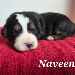 Naveen - Black rust and white male Bernese Mountain Dog puppy in Blackfoot, Idaho from Draper Mountain Doodles