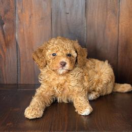Nicklaus - Phantom male Poodle puppy in Davie, Florida from Dave Poodles