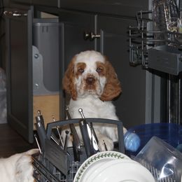 Clumber Spaniel Puppies from SunMagic Clumber Spaniels