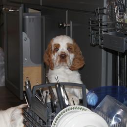 Clumber Spaniel Puppies from SunMagic Clumber Spaniels