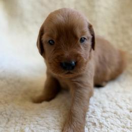 Birch - Boy - Dark golden male Golden Retriever puppy in La Verne, California from 4LoveofGoldens