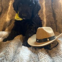 WILLIE - Black Poodle puppy in Thornton, Colorado from Shandy Poodle