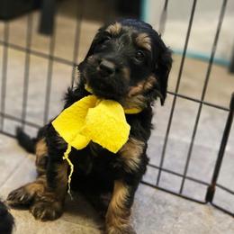 Allegiant - Phantom female Bernedoodle puppy in Flat Rock, North Carolina from Sukisdoodles