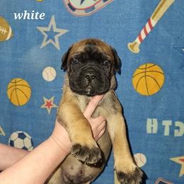 Bullmastiff Puppies from Watchman Kennels