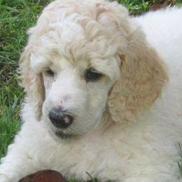 Poodles from Parti Poodle Chico