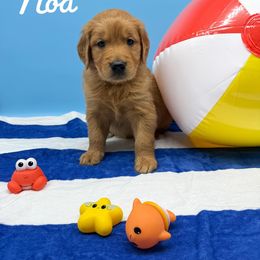 Golden Retriever Puppies from Nirvana Goldens