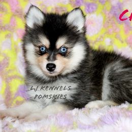 Chilli - Black and white female Pomsky puppy in Centerville, Iowa from LJ Kennels Pomskies, LLC