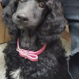 Puppy 4 (Dalet)- FEMALE - Black female Poodle puppy in Crewe, Virginia from Whispering Woods Farms LLC
