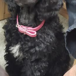 Puppy 4 (Dalet)- FEMALE - Black female Poodle puppy in Crewe, Virginia from Whispering Woods Farms LLC
