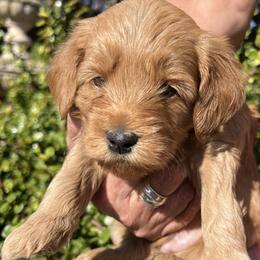 Brown collar boy - Apricot male Goldendoodle puppy in Fairfield, California from Twin Sisters Doodles