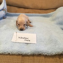Boy 2 - Cream Dachshund puppy in Thousand Oaks, California from Forever home dachshunds