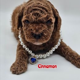 Cinnamon - Red  male Poodle puppy in Salem, Missouri from Meadowbrook Poodles