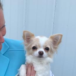 Chihuahuas from Hidden Valley