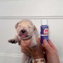 Girl 2 Purple - Light golden female Golden Retriever puppy in Mc Minnville, Tennessee from Wishaw Whisky Golden Retrievers
