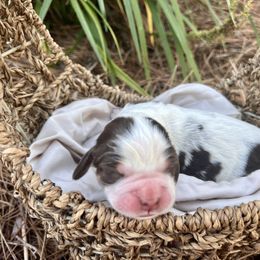 Candy - Liver white and roan female English Springer Spaniel puppy in Swainsboro, Georgia from Sweet Georgia Springers