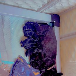 A - Black male Scottish Terrier puppy in Mancelona, Michigan from Stefany Farm of Happiness