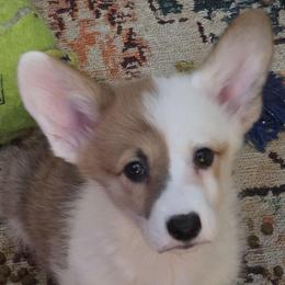 Shenzi - Sable female Pembroke Welsh Corgi puppy in Saint John, Washington from Fuzzbutt Farm's Corgis