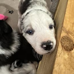 Border Collie Puppies from Roaring River Border Collies