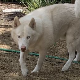 ZERO - Siberian Husky