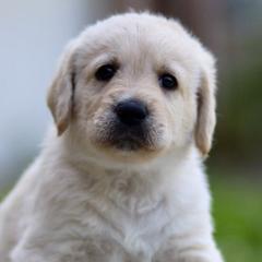 Labradoodles from Ohio heart labradoodles