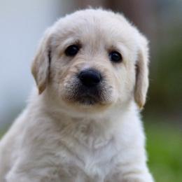 Labradoodles from Ohio heart labradoodles