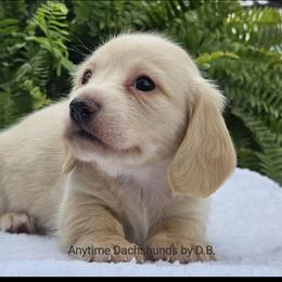 Oscar - Cream male Dachshund puppy in Ben Wheeler, Texas from Anytime Dachshunds by D.B.