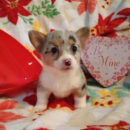 Girl 3- small - Blue merle and white female American Corgi puppy in Pioneer, Michigan from Country Corners Corgis