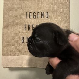 Arya - Brindle and white French Bulldog puppy in Ohio from Legend French Bulldogs
