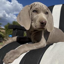 Grayson - Silver gray male Weimaraner puppy in Santa Clarita, California from Kennedy Weimaraners