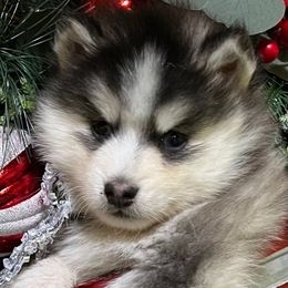 Kahlua Black white boy - Black and white male Pomsky puppy in Enid, Oklahoma from Mile Hi Pomskies