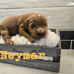 Neymar - Red  male Goldendoodle puppy in Archbold, Ohio from Wurster's Mini Wee Doodles