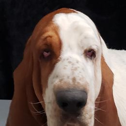 Basset Hounds from Elizabeth Bassets