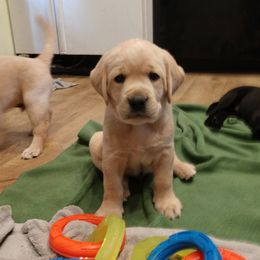 Labrador Retriever puppies from Eelkema's Labradors