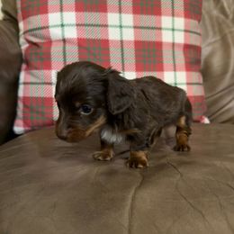 Bamm-Bamm - Chocolate and tan male Dachshund puppy in Park Hill, Oklahoma from Lakeview Dachshunds