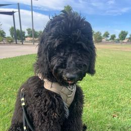 No Fuss Gus - Phantom male Bernedoodle puppy in Chandler, Arizona from Phoebe's Bebies