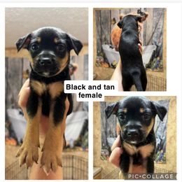 Mountain Feist Puppies from Campbell’s Feist