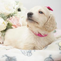 Winnie - Cream female Dachshund puppy in Big Rapids, Michigan from 30 Acre Woods Dachshunds