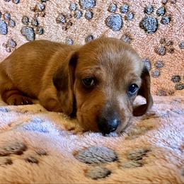 Curly - Red male Dachshund puppy in Carrollton, Illinois from Kelly's Doxies