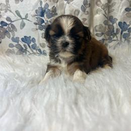 Boy 1 - Red and white male Shih Tzu puppy in Tenino, Washington from Fantasy Realm Shih Tzus