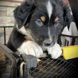 Donner - Black tri-color male Australian Shepherd puppy in Greencastle, Pennsylvania from Eileensaussies
