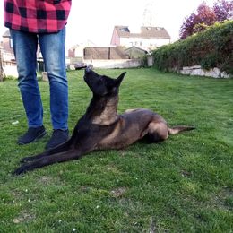 Inja - Belgian Malinois