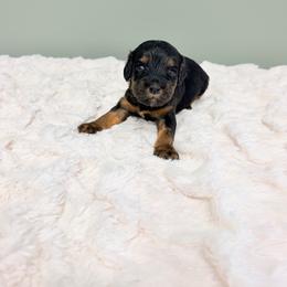 Uncle Fester - Black and tan male Cavapoo puppy in Springfield, Ohio from Dawson & Daryn's Royal Companions