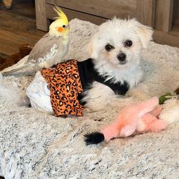 Maltipoo puppies from The Golden Rule Doodles and Poos
