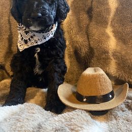 WAYLON - Black Poodle puppy in Thornton, Colorado from Shandy Poodle