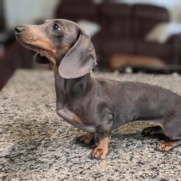 Navy - Dachshund